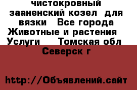 чистокровный зааненский козел  для вязки - Все города Животные и растения » Услуги   . Томская обл.,Северск г.